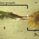 Illustration for article titled Scientists Revived 400-Year-Old Plants That Could Help Us Live on Mars